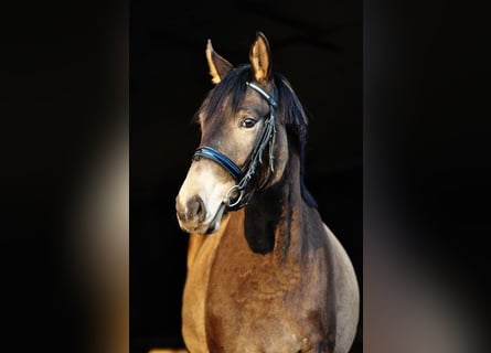 Polski koń sportowy, Klacz, 13 lat, 167 cm, Jelenia