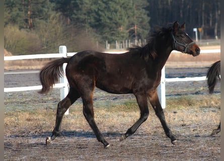 Polski koń sportowy, Klacz, 1 Rok, 167 cm, Ciemnogniada