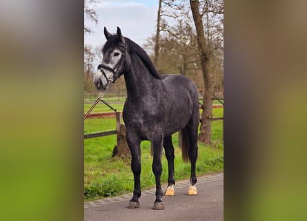 Polski koń sportowy, Klacz, 3 lat, 167 cm, Karosiwa