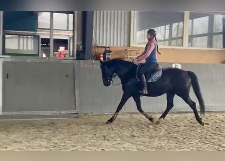 Polski koń sportowy, Klacz, 5 lat, 165 cm, Ciemnogniada