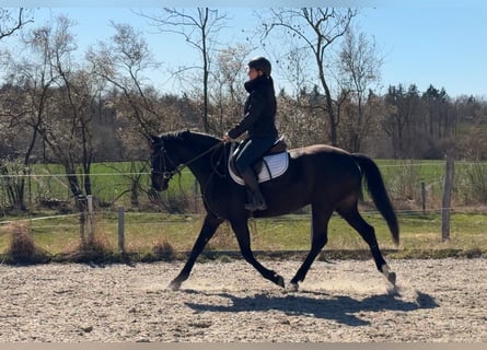 Polski koń sportowy, Klacz, 5 lat, 165 cm, Skarogniada