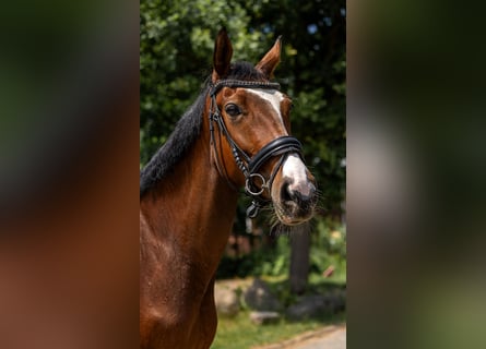 Polski koń sportowy, Klacz, 5 lat, 166 cm, Gniada