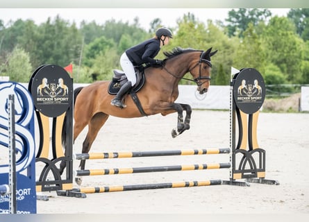Polski koń sportowy, Klacz, 5 lat, 170 cm, Gniada