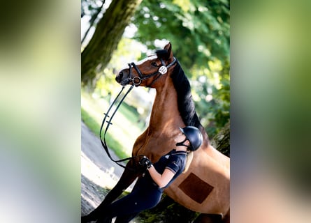 Polski koń sportowy, Klacz, 5 lat, 174 cm, Gniada