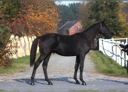 Polski koń sportowy, Wałach, 2 lat, 175 cm, Kara
