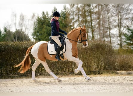 Polski koń sportowy, Wałach, 4 lat, 159 cm, Srokata