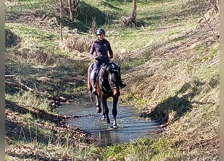 Polski koń sportowy, Wałach, 4 lat, 170 cm, Gniada