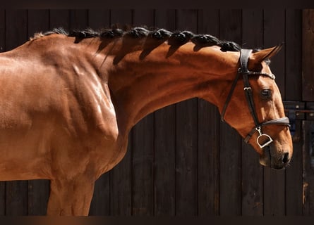 Polski koń sportowy, Wałach, 4 lat, 172 cm, Gniada