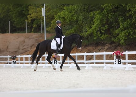 Polski koń sportowy, Wałach, 4 lat, 174 cm, Kara