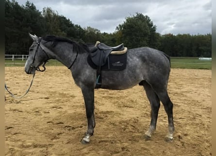 Polski koń sportowy, Wałach, 5 lat, 174 cm, Siwa