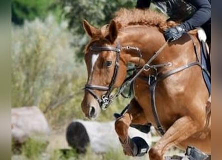 Polski koń sportowy, Wałach, 6 lat, 163 cm, Kasztanowata