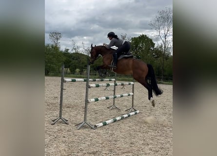 Polski koń sportowy, Wałach, 7 lat, 168 cm, Gniada