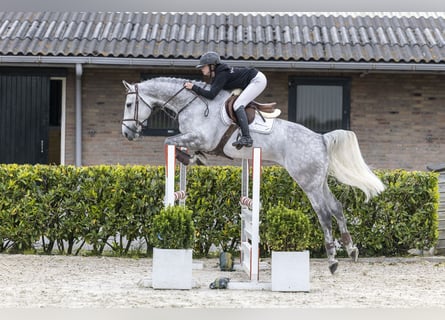 Polski koń sportowy, Wałach, 8 lat, 169 cm, Siwa