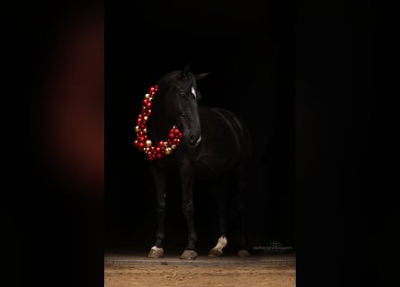 Polski koń sportowy, Wałach, 8 lat, 170 cm, Kara