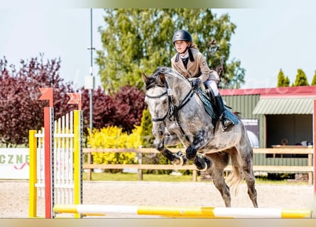 Polski koń sportowy, Wałach, 9 lat, 160 cm, Siwa