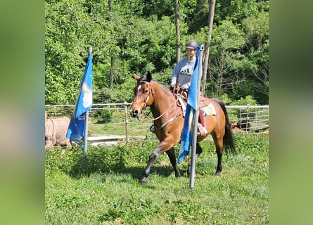 Polski koń szlachetny półkrwi, Klacz, 15 lat, 165 cm, Gniada