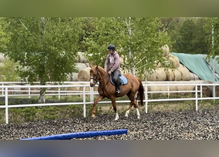 Polski koń szlachetny półkrwi, Klacz, 3 lat, 156 cm, Kasztanowata