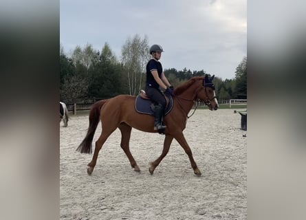 Polski koń szlachetny półkrwi, Klacz, 4 lat, 153 cm, Kasztanowata