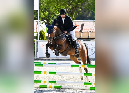Polski koń szlachetny półkrwi, Klacz, 6 lat, 165 cm, Gniada