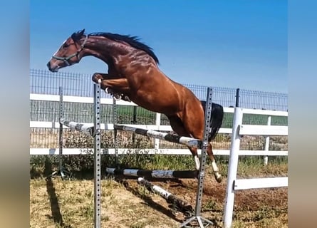 Polski koń szlachetny półkrwi, Klacz, 6 lat, Gniada