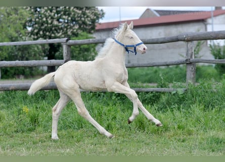Polski koń szlachetny półkrwi, Klacz, , 165 cm, Cremello