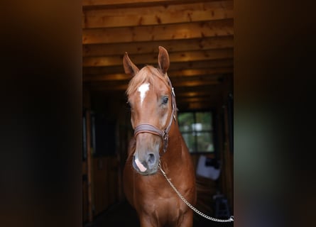 Polski koń szlachetny półkrwi, Ogier, 3 lat, 164 cm, Kasztanowata
