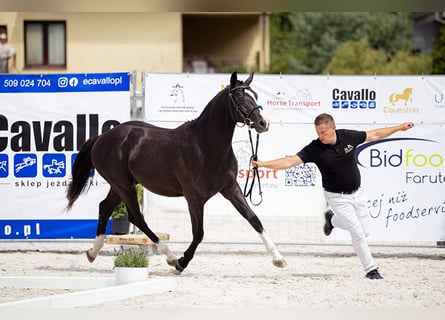 Polski koń szlachetny półkrwi, Wałach, 3 lat, 155 cm, Kara