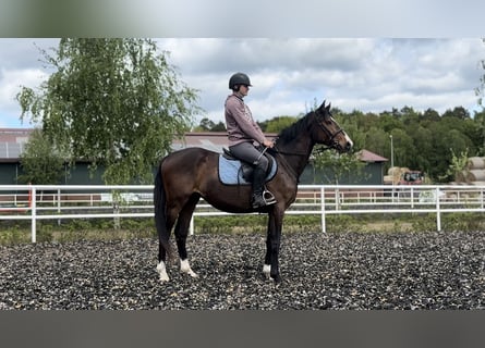 Polski koń szlachetny półkrwi, Wałach, 3 lat, 156 cm, Gniada