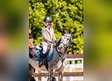 Polski koń szlachetny półkrwi, Wałach, 8 lat, 160 cm, Siwa