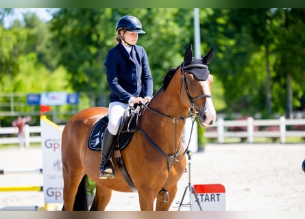 Polski koń szlachetny półkrwi, Wałach, 8 lat, 174 cm, Gniada