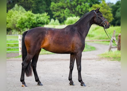 Polski koń szlachetny półkrwi, Klacz, 3 lat, 161 cm, Gniada