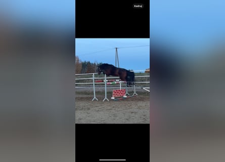 Polski koń szlachetny półkrwi, Klacz, 3 lat, 162 cm, Ciemnogniada