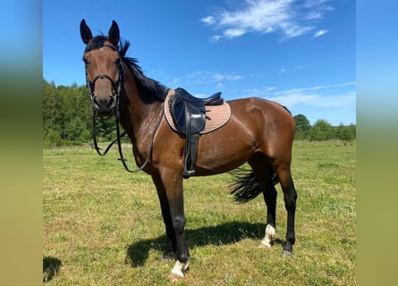 Polski koń szlachetny półkrwi, Klacz, 4 lat, 160 cm, Gniada