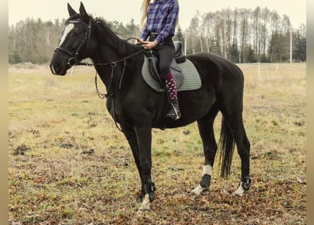 Polski koń szlachetny półkrwi, Klacz, 9 lat, 162 cm, Kara