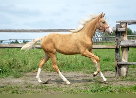 Polski koń szlachetny półkrwi, Klacz, Źrebak (02/2024), 168 cm, Izabelowata