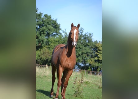 Polski koń szlachetny półkrwi, Ogier, 2 lat, 162 cm, Kasztanowata