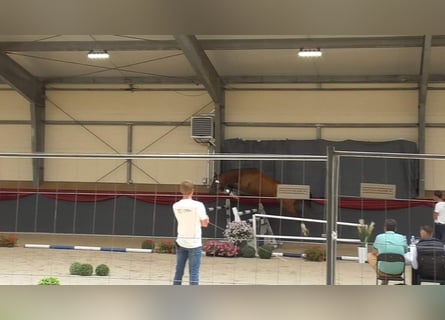 Polski koń szlachetny półkrwi, Ogier, 3 lat, 164 cm, Gniada