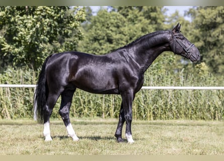 Polski koń szlachetny półkrwi, Ogier, 8 lat, 167 cm, Kara