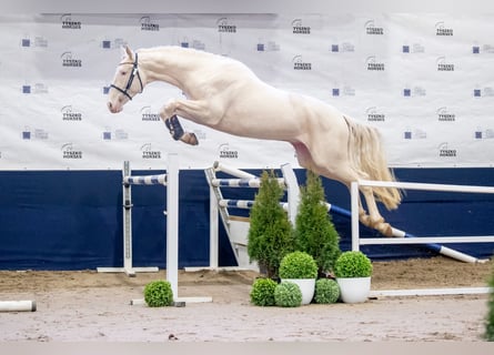 Polski koń szlachetny półkrwi, Ogier, 5 lat, 170 cm, Cremello