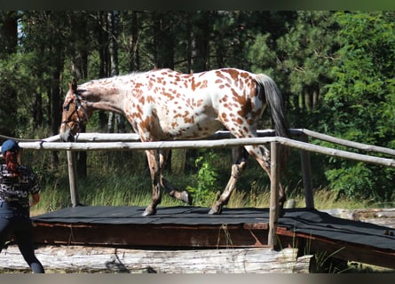 Polski koń szlachetny półkrwi, Wałach, 2 lat, 164 cm, Tarantowata