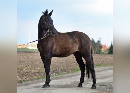 Polski koń szlachetny półkrwi, Wałach, 3 lat, 170 cm, Siwa