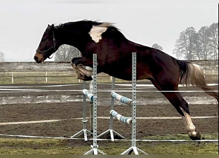 Polski koń szlachetny półkrwi, Wałach, 4 lat, 168 cm, Srokata