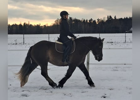 Polski koń zimnokrwisty, Klacz, 11 lat, 156 cm, Ciemnokasztanowata