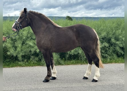 Polski koń zimnokrwisty Mix, Klacz, 4 lat, 150 cm, Ciemnokasztanowata