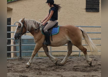 Polski koń zimnokrwisty, Klacz, 4 lat, 158 cm, Izabelowata
