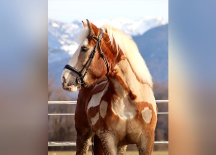 Polski koń zimnokrwisty, Klacz, 6 lat, 165 cm, Kasztanowata