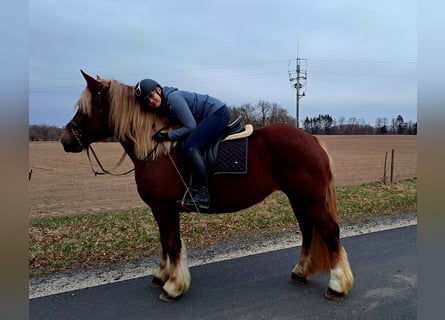 Polski koń zimnokrwisty, Klacz, 7 lat, 166 cm, Kasztanowata