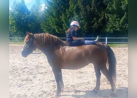 Polski koń zimnokrwisty Mix, Klacz, 9 lat, 153 cm, Ciemnokasztanowata