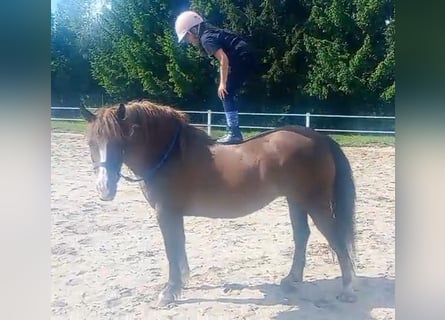 Polski koń zimnokrwisty Mix, Klacz, 9 lat, 153 cm, Ciemnokasztanowata
