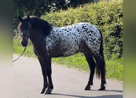 Polski koń zimnokrwisty, Wałach, 2 lat, 162 cm, Tarantowata